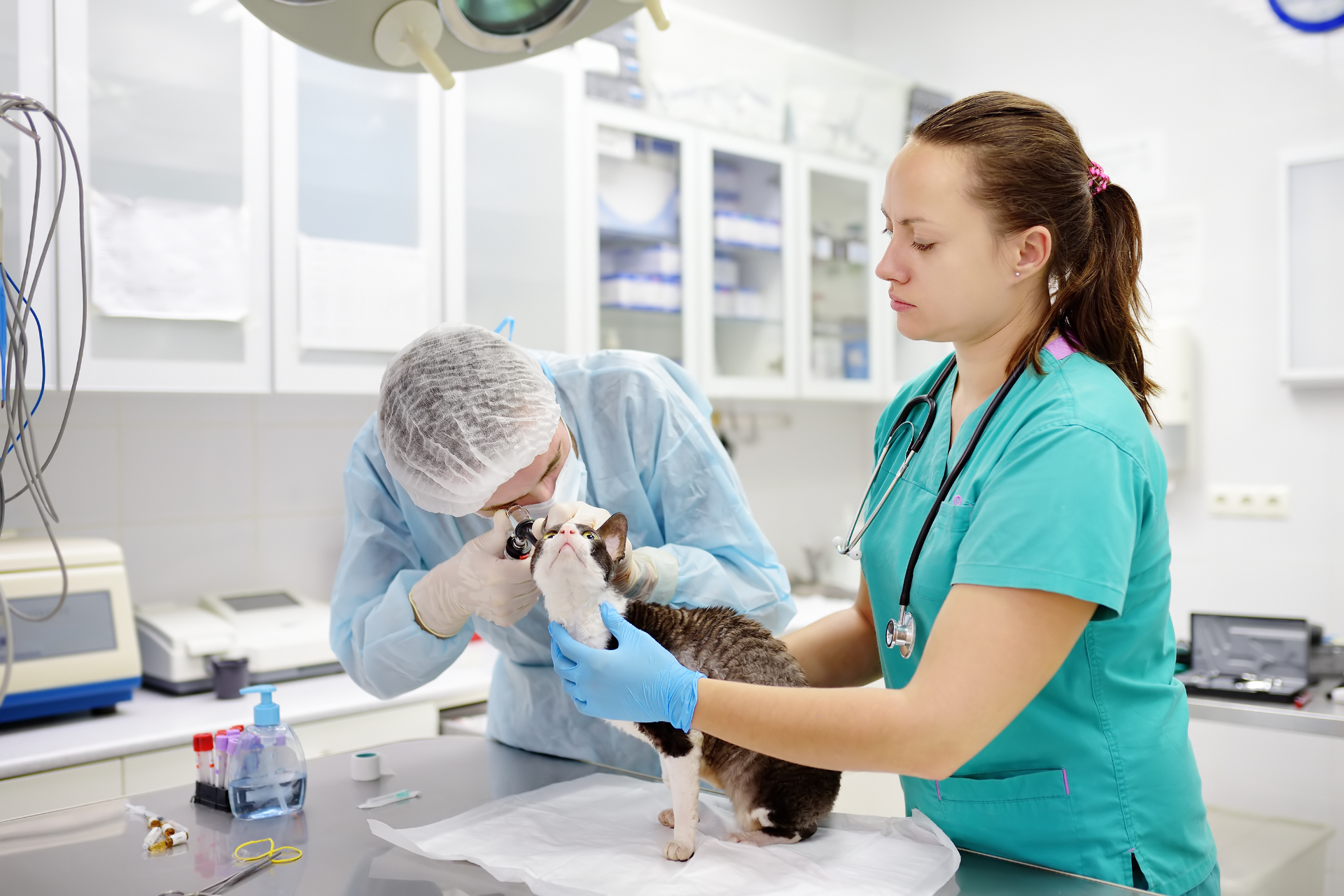 Veterinary technology student examining a dog