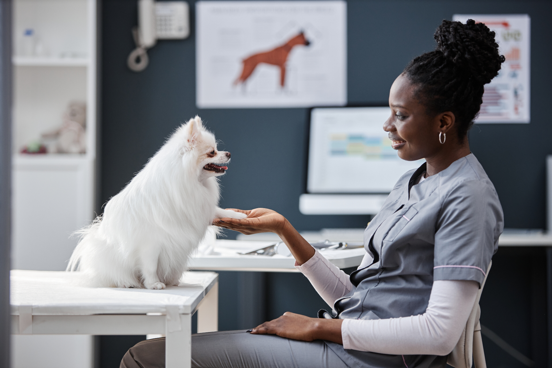 Veterinary student examining a Pomeranian