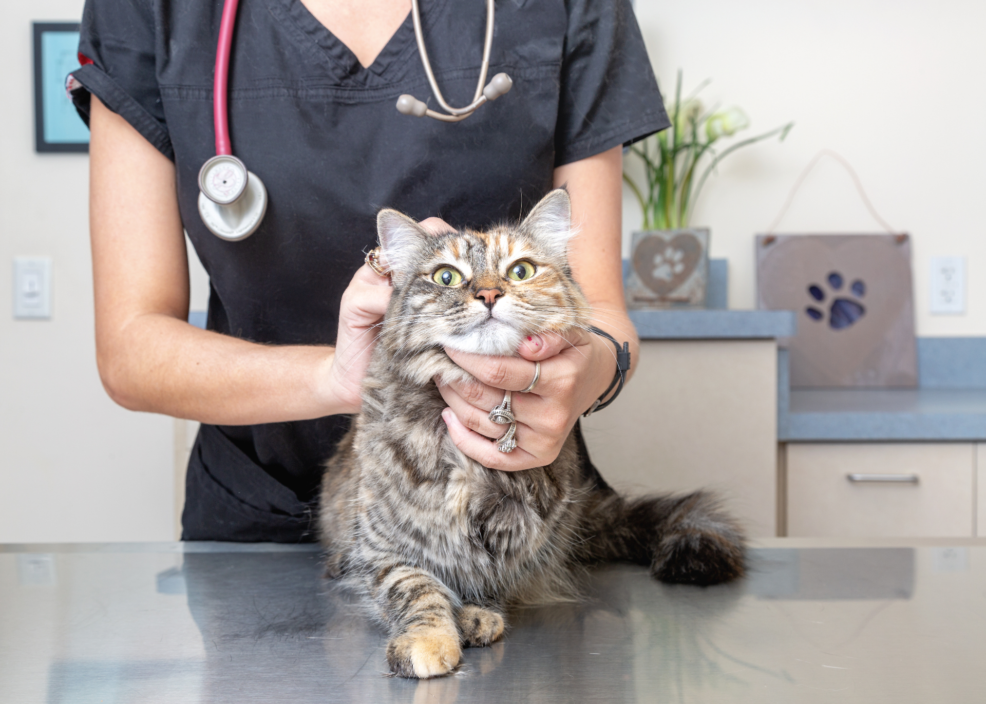 Veterinarian examining a Siamese cat